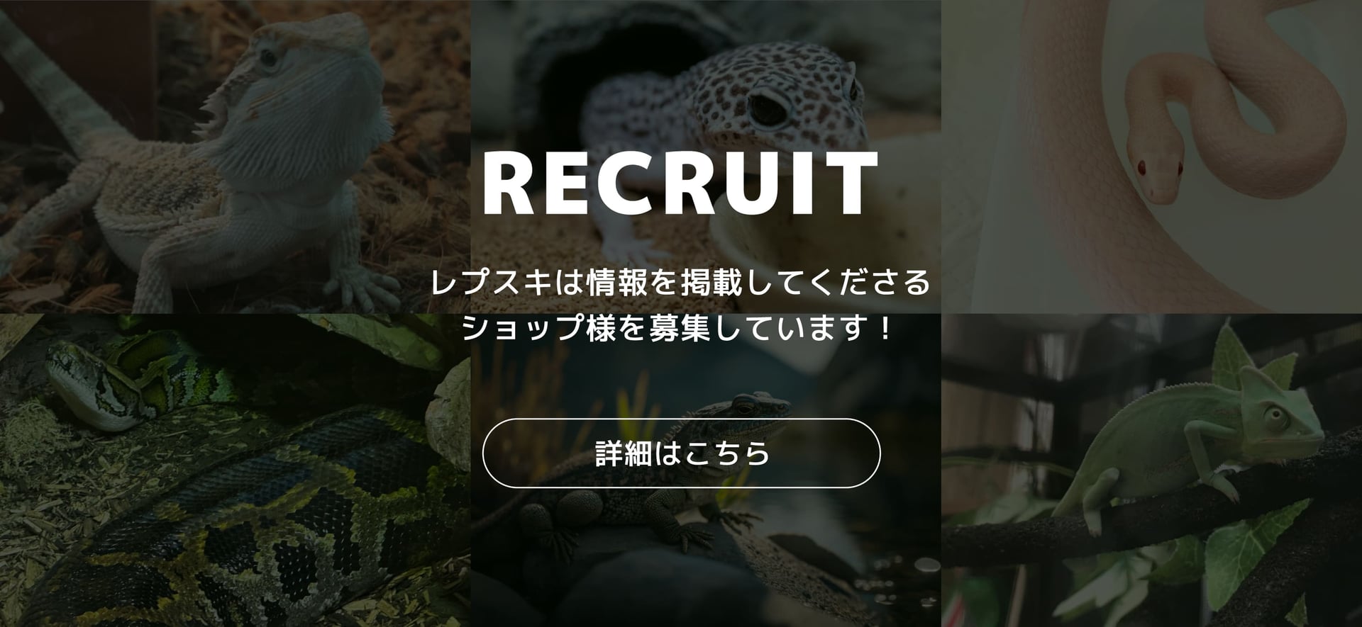 レプスキは情報を掲載してくださるショップ様を募集しています