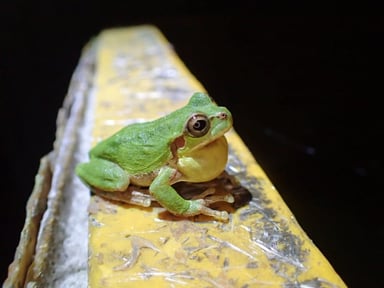 アマガエル