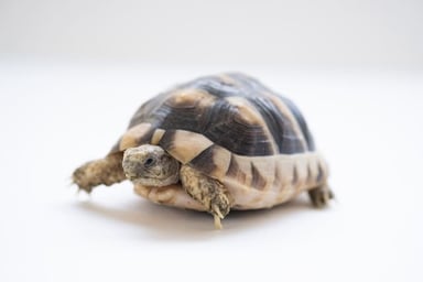 マルギナータリクガメ