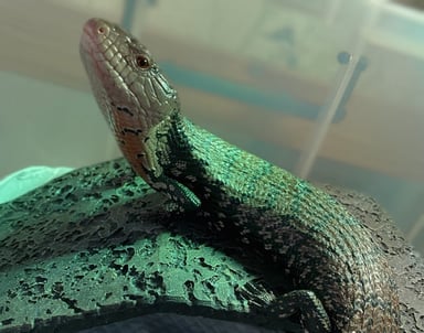 アオジタトカゲ