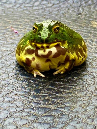 チャコガエル