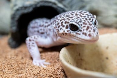 ヒョウモントカゲモドキ