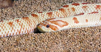 シシバナヘビ