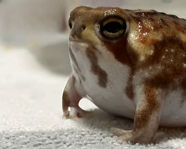 アメフクラガエル