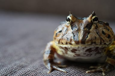 ツノガエル