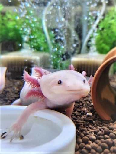 ウーパールーパー