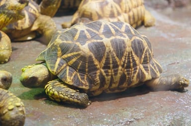 インドホシガメ