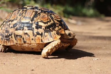 ヒョウモンリクガメ