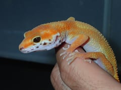 サイクスエメリンエニグマ