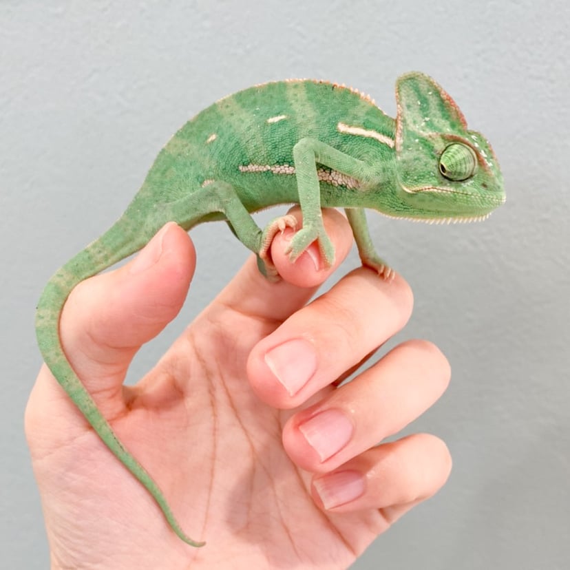 カメレオン