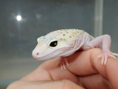 エクリプス