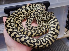 ゼブラジャガー