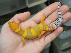 サイクスサンバーストタンジェリン
