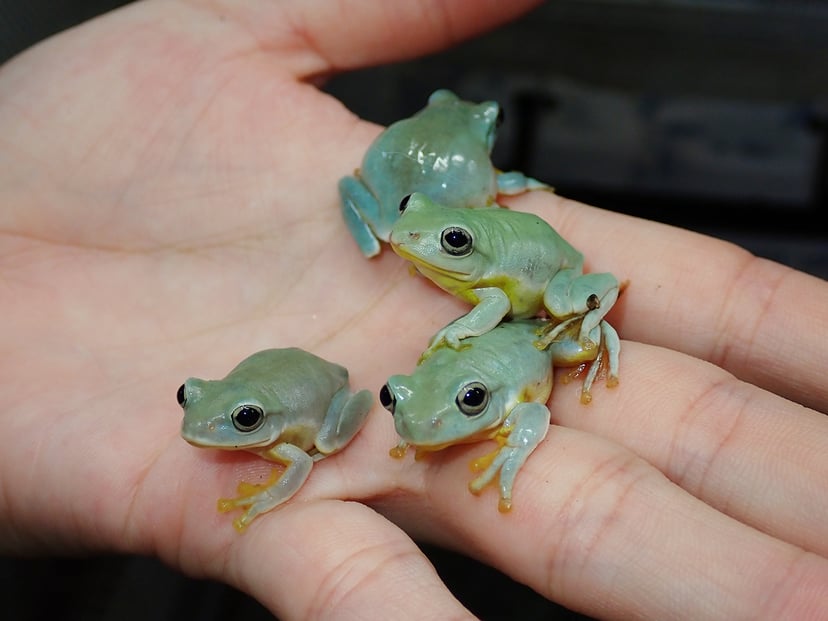アオガエル