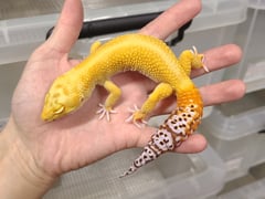オーロラ