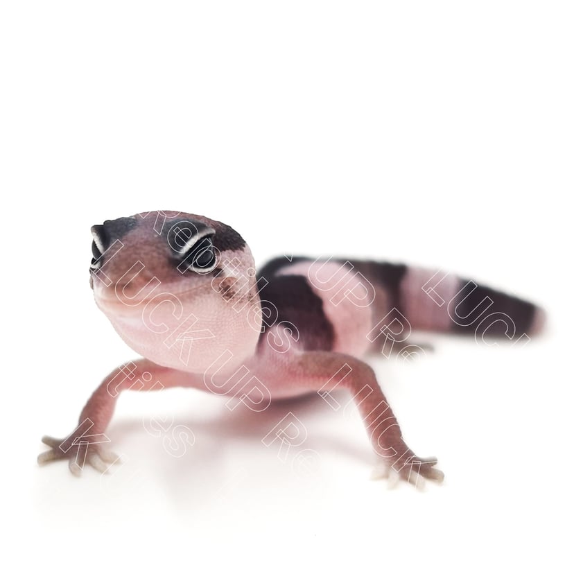 オレオ