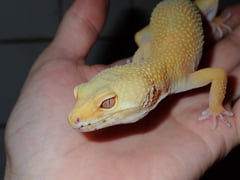 ベルアルビノサングロー