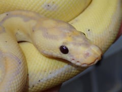 バナナクラウン