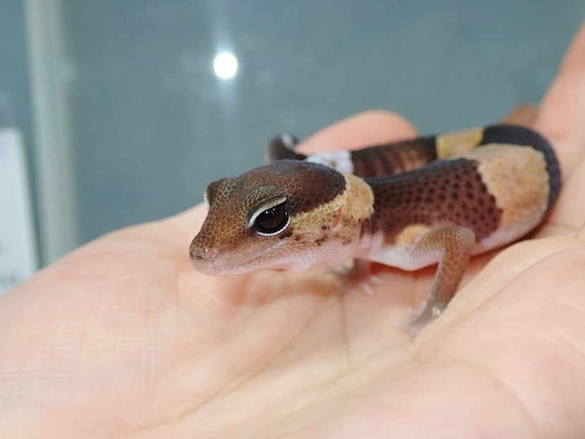 ニシアフリカトカゲモドキ