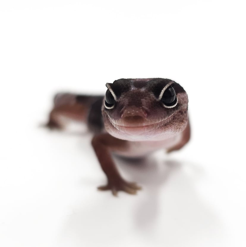 オレオhetズールー