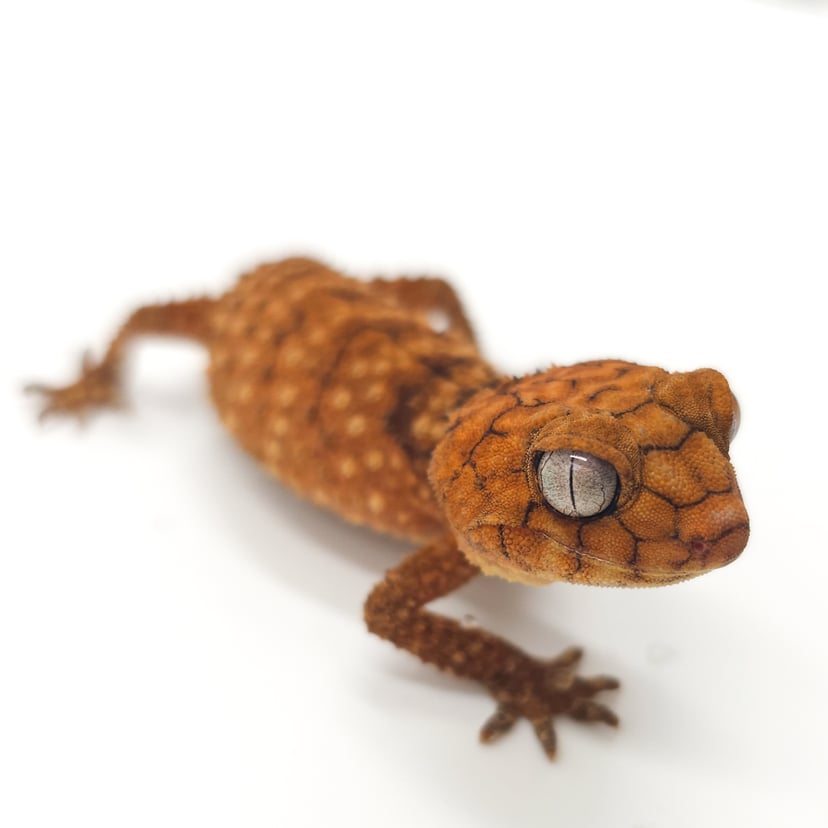 オニタマオヤモリ