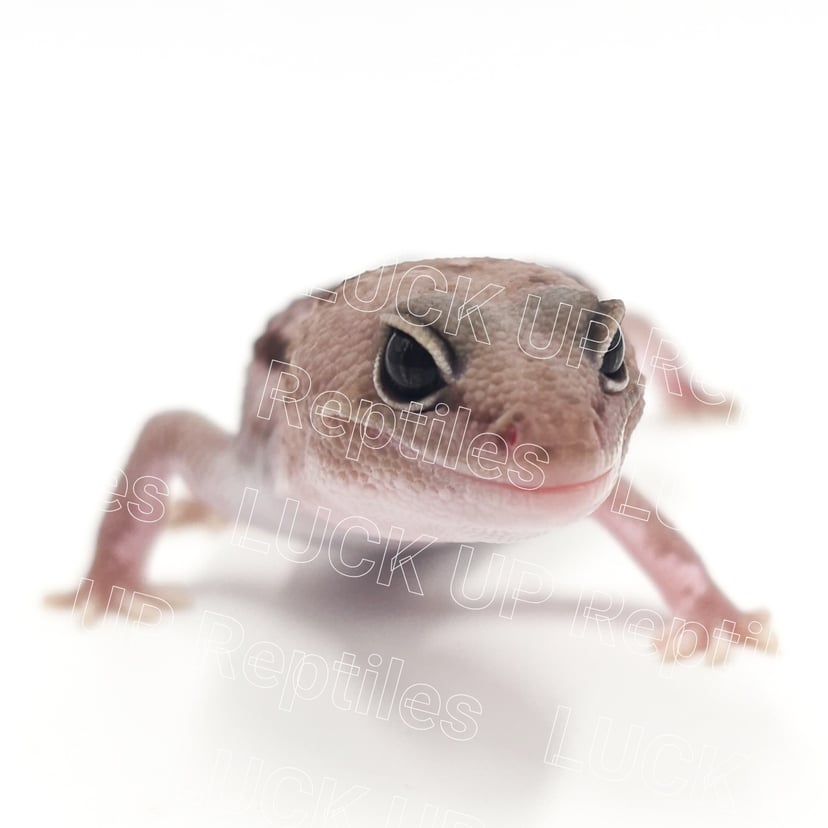 オレオズールー