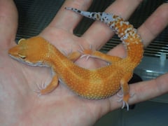 タンジェリントルネード