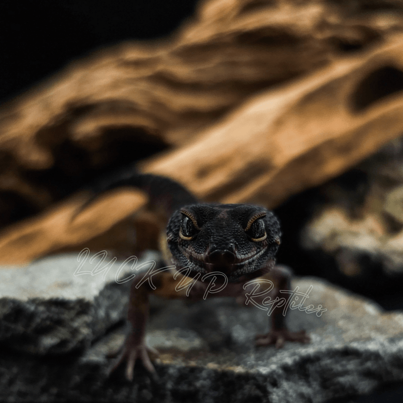 メラニスティックマンダリン