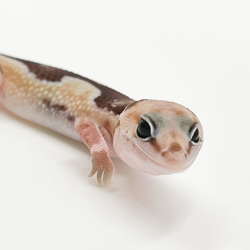 ズールー