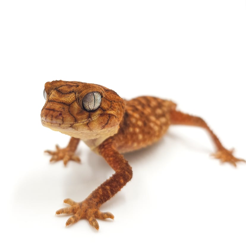 オニタマオヤモリ