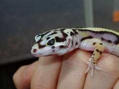 バンディット
