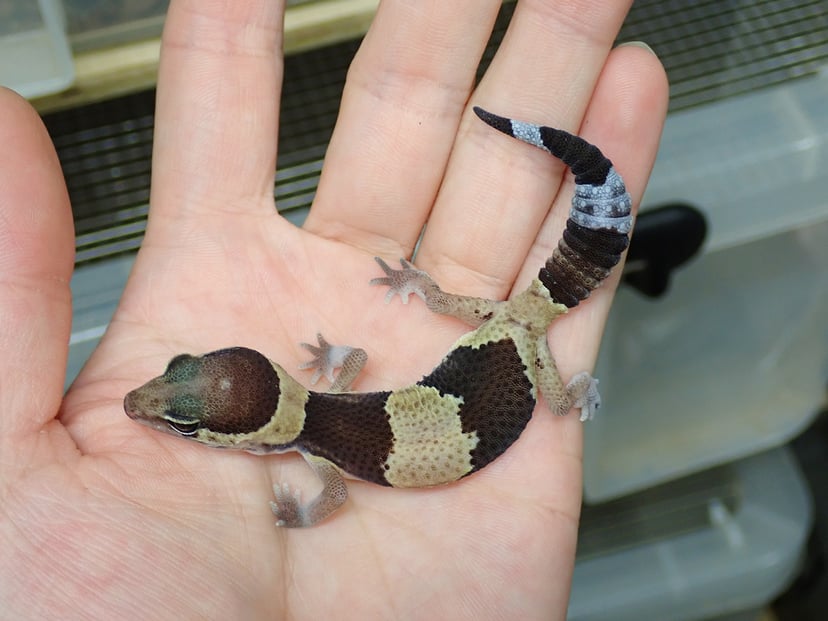 ニシアフリカトカゲモドキ
