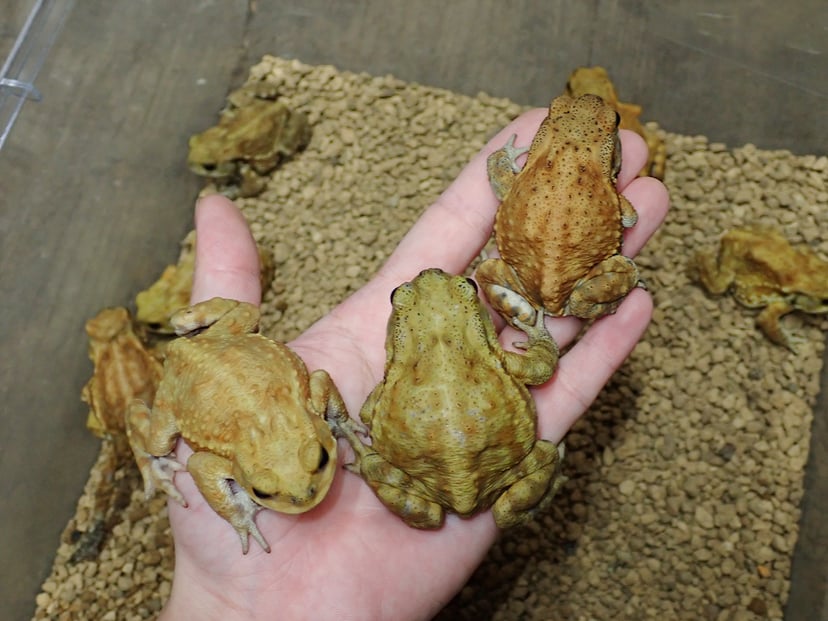 ハイカラー