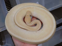 バナナジェネティックストライプ