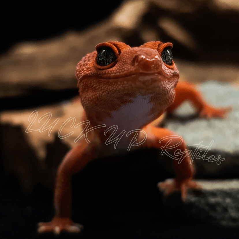 マンダリン