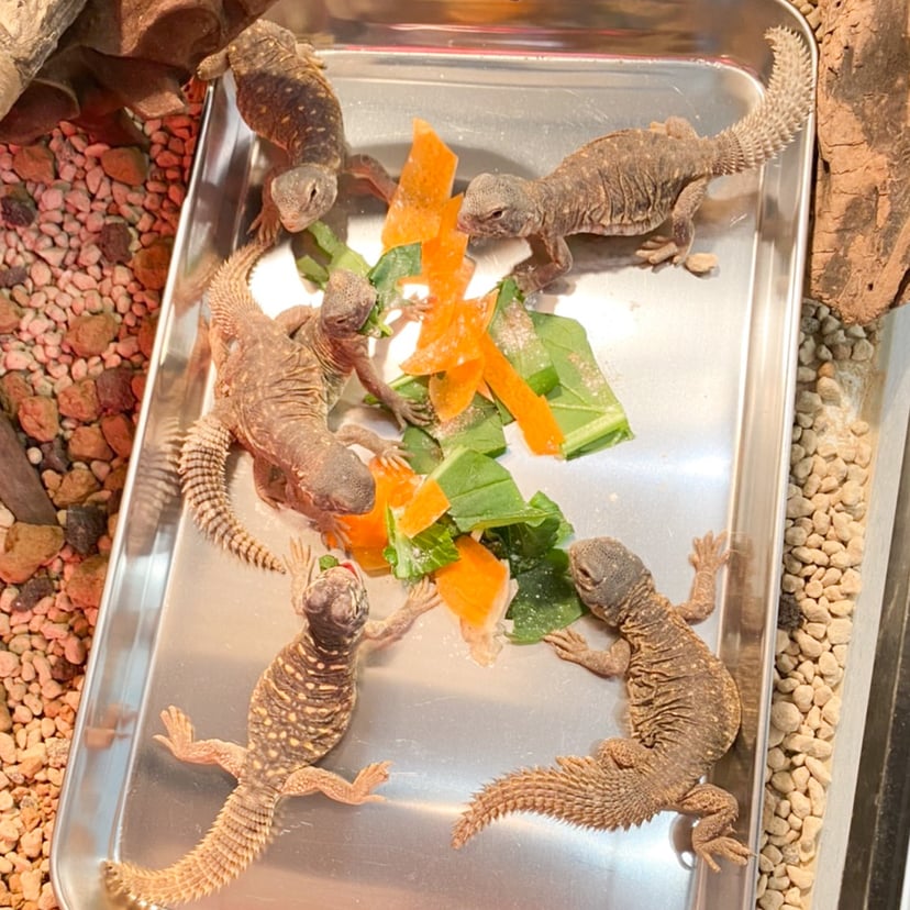 アガマ