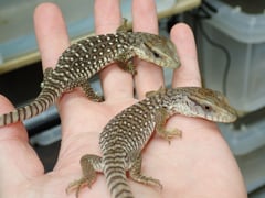 サバンナモニター
