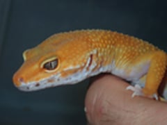 タンジェリントルネード