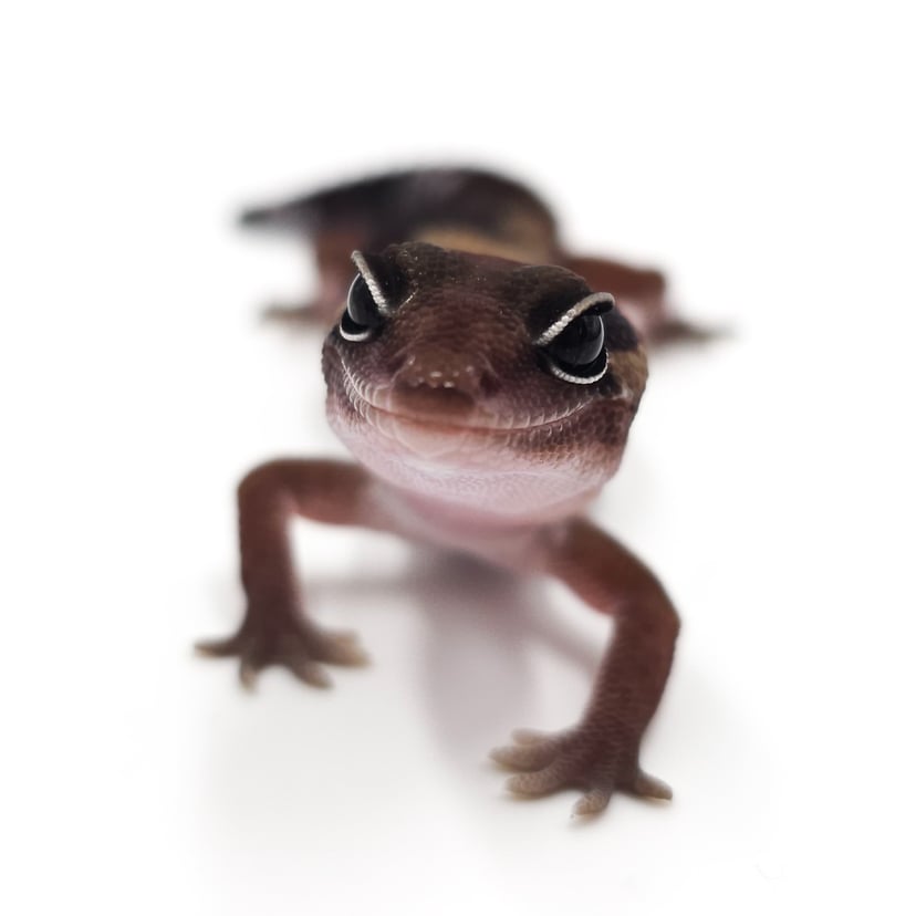 ノーマル