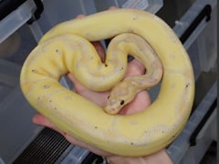バナナクラウン