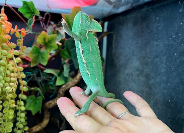 カメレオン