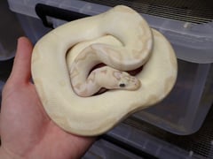 バナナパステルエンチクラウン