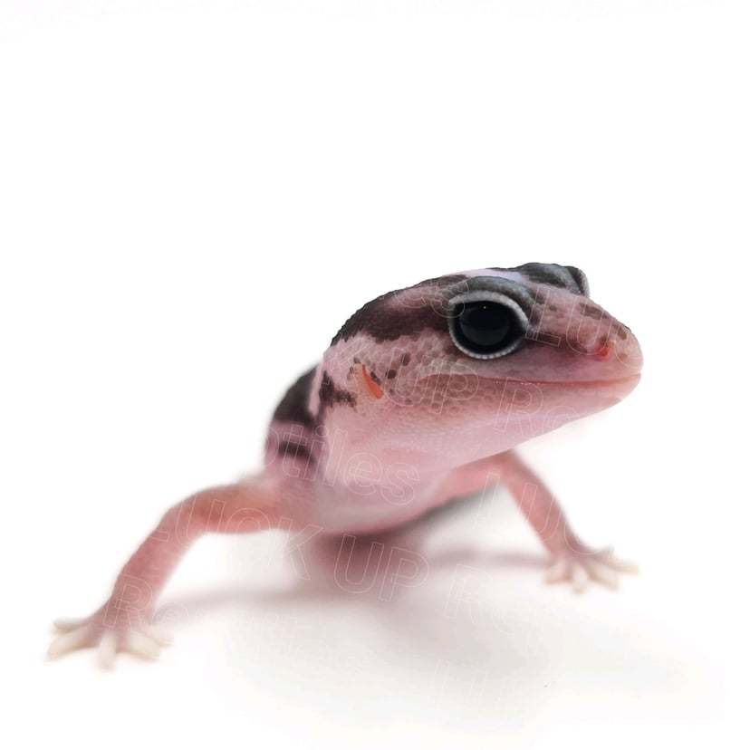 オレオ