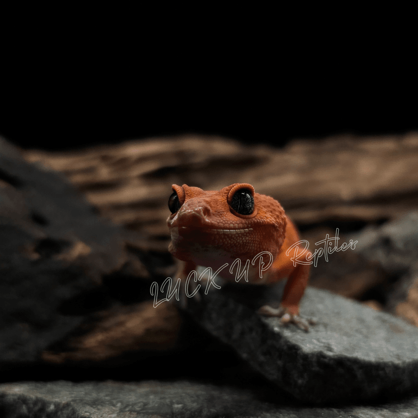 マンダリン