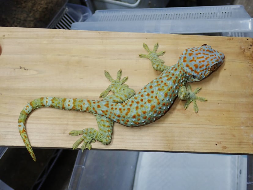 トッケイヤモリ
