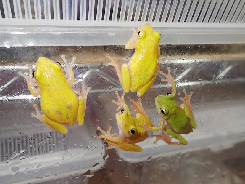クサガエル