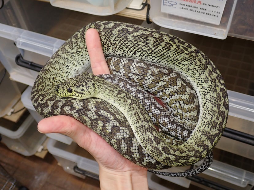 アザンティックグラナイト