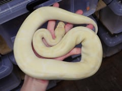 アルビノクラウン