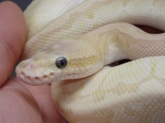 クリスタルブラスト