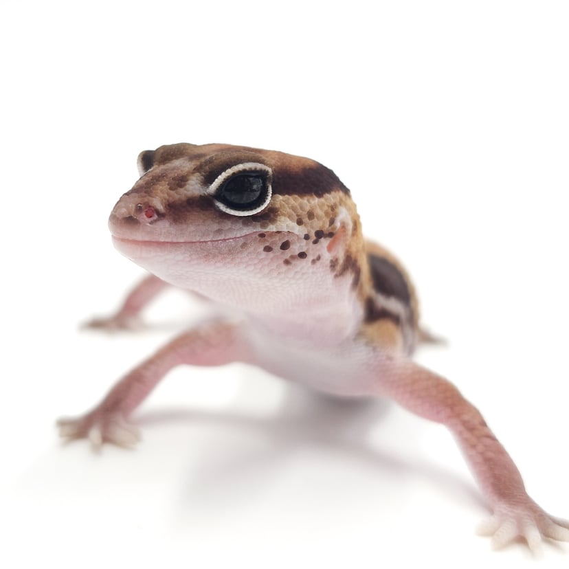 ノーマルhetオレオズールー
